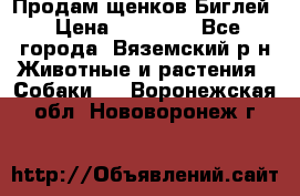 Продам щенков Биглей › Цена ­ 15 000 - Все города, Вяземский р-н Животные и растения » Собаки   . Воронежская обл.,Нововоронеж г.